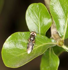 Cephalochrysa calopa