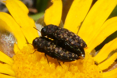 Nothomorpha