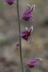 Streptanthus glandulosus pulchellus