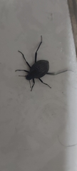 Adesmia