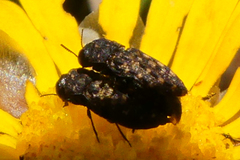Nothomorpha