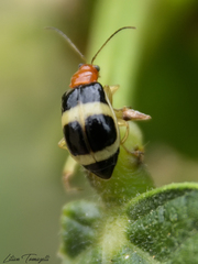 Gynandrobrotica