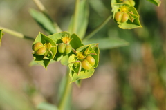 Euphorbia terracina