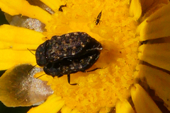 Nothomorpha