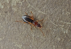 Cymindis lineata