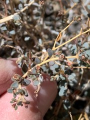 Euphorbia jaegeri