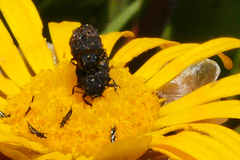 Nothomorpha