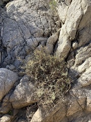 Euphorbia jaegeri
