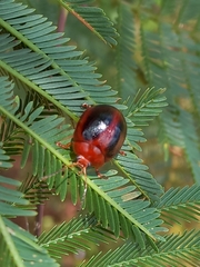 Dicranosterna immaculata