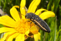 Acmaeodera gracilis
