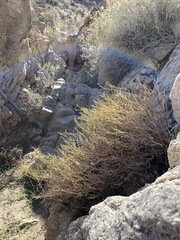 Euphorbia jaegeri