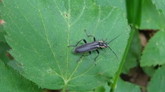 Cantharis obscura
