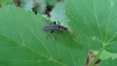 Cantharis obscura