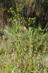 Euphorbia terracina