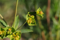 Euphorbia terracina