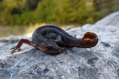 Ommatotriton ophryticus