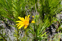 Acmaeodera gracilis