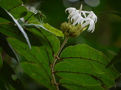 Jasminum coarctatum coarctatum