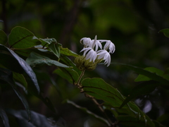 Jasminum coarctatum coarctatum