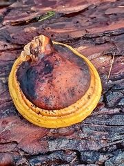 Fomitopsis pinicola