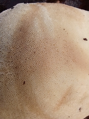 Fomitopsis pinicola