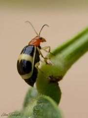 Gynandrobrotica