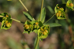 Euphorbia terracina