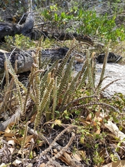 Pleopeltis lepidopteris