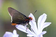 Pyrrhopygopsis socrates
