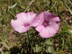 Convolvulus althaeoides