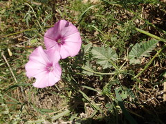Convolvulus althaeoides