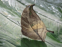 Consul panariste panariste