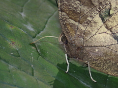 Consul panariste panariste