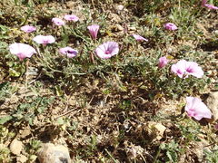 Convolvulus althaeoides