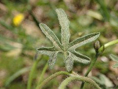 Convolvulus althaeoides