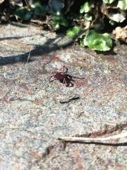 Dermacentor marginatus