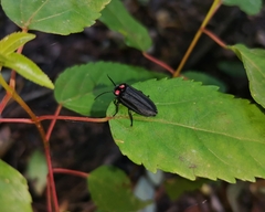 Pyractonema