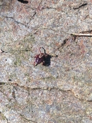 Dermacentor marginatus