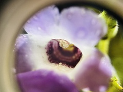 Monopyle