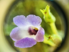 Monopyle