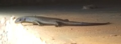 Trachylepis