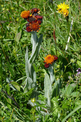 Tephroseris integrifolia capitata