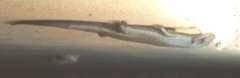 Trachylepis