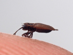 Acalypta musci