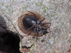 Acalypta musci