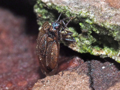 Acalypta musci