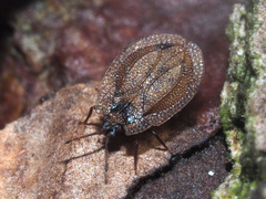 Acalypta musci