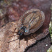 Acalypta musci - Photo (c) Felix Riegel, some rights reserved (CC BY-NC), uploaded by Felix Riegel