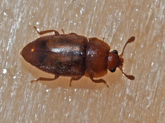 Epuraea unicolor