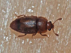 Epuraea unicolor